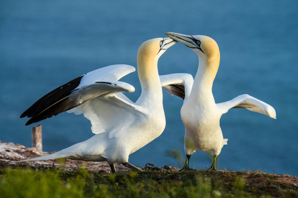 Apartmán Haus Sabina Heligoland Exteriér fotografie